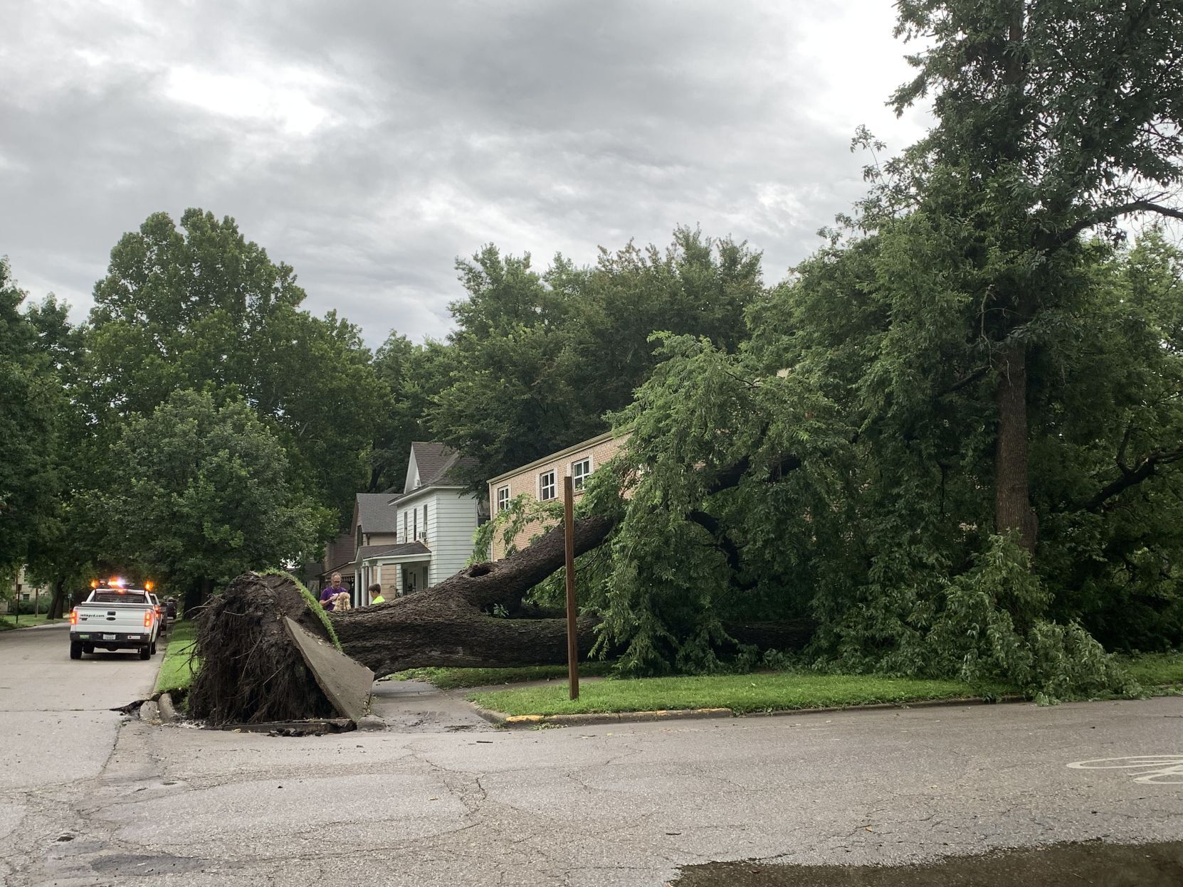 Tree Down